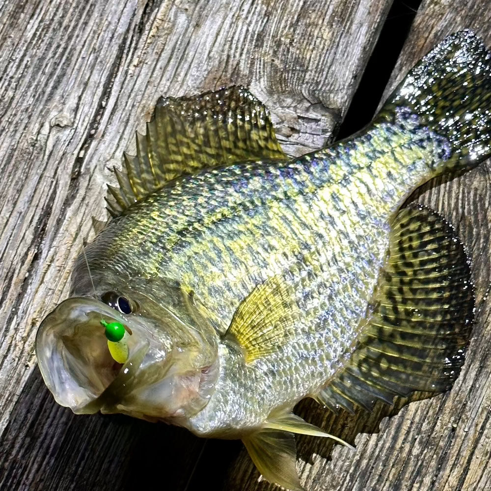 Tungsten Crappie Jig Head